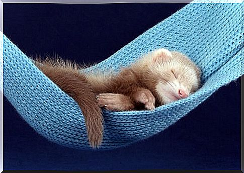 a ferret cub sleeps in a hammock