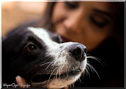 cucciolo di cane e padrona