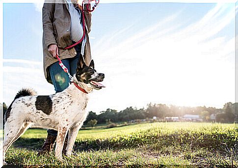 dog on a leash in the countryside