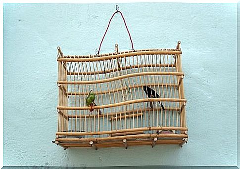 Two sparrows in a cage