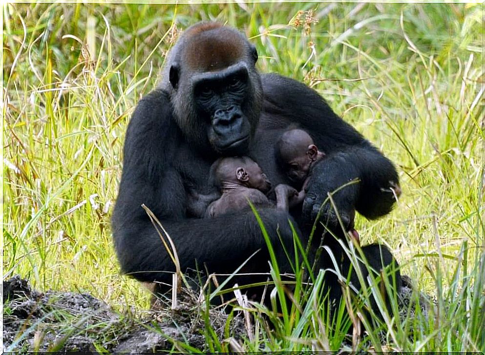 Two gorilla twins born in Central Africa