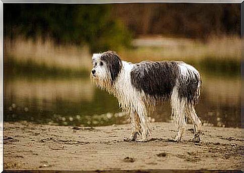 Wet dog.