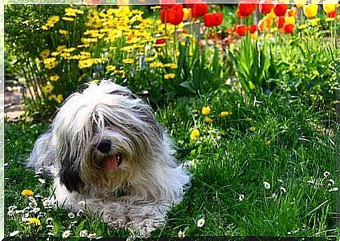 Dog in a meadow.