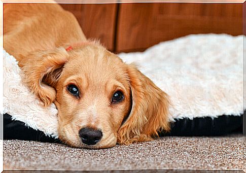 Vomiting Episodes in Dogs: Precautions and Treatment