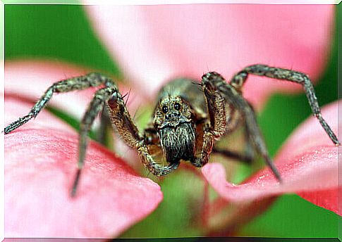 goliath spider among the most dangerous spiders in the world