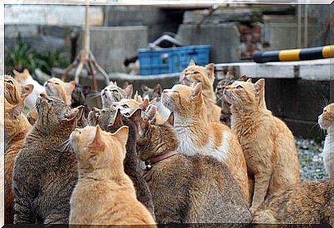 We know the cat islands in Japan