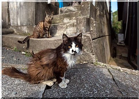 cats living on Japanese island 