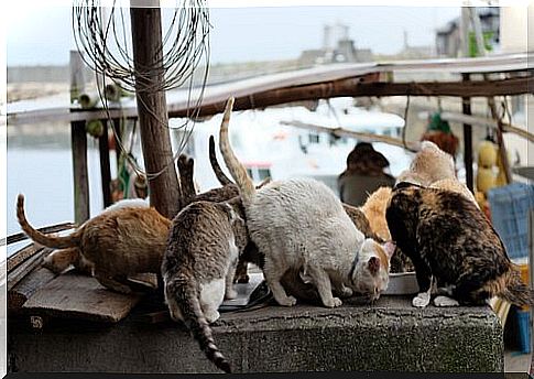 cats eating on Japan island 