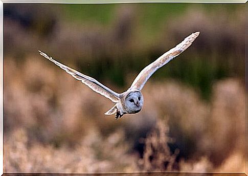 barn owl while flying