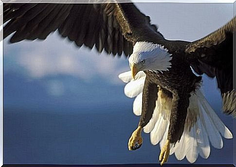 a white-headed eagle as it flies