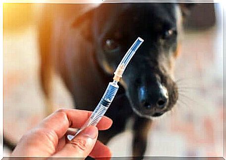 Syringe to administer essential vaccine for dogs.