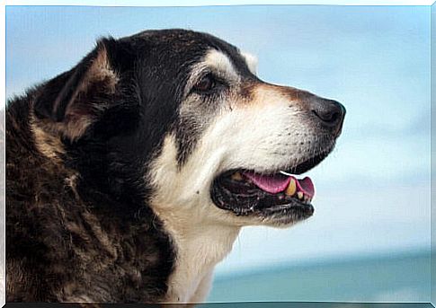 What are the diseases that affect older dogs?