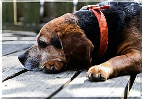 Diseases in older dogs: dog resting on the floor.