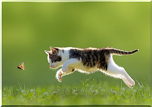 cat-chases-butterfly