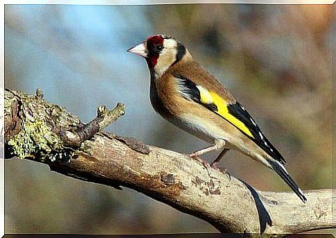 a goldfinch on a branch