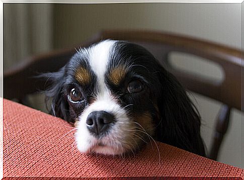 What to do if the dog asks for food at the table?