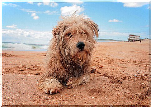 dog-beach