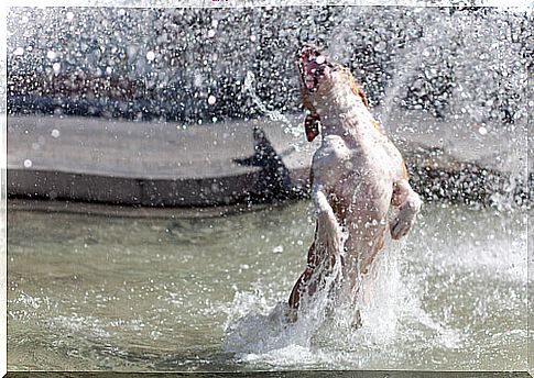 dog-in-fountain