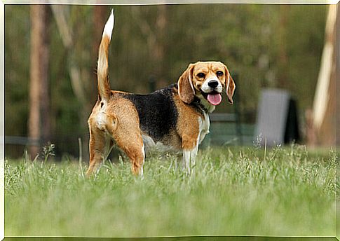 cane-beagle