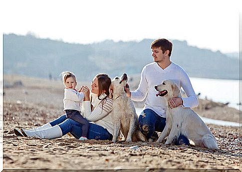 Dogs with family on the beach