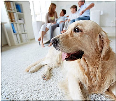 Dog sitting on the carpet and family on the sofa