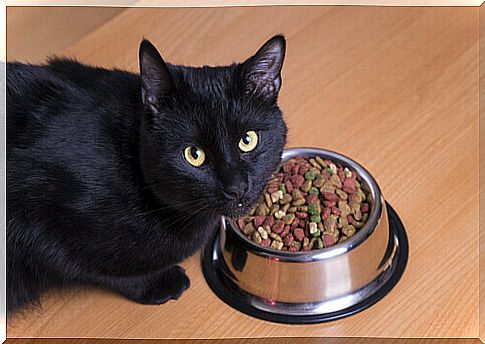 black cat eats from the bowl