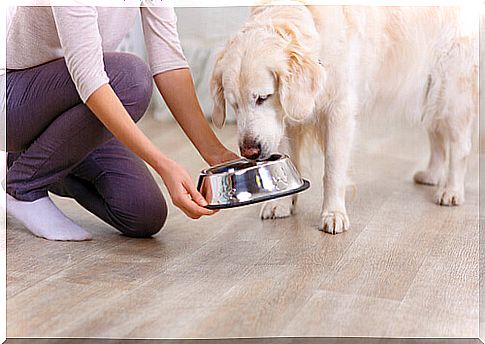 mistress hands bowl to dog