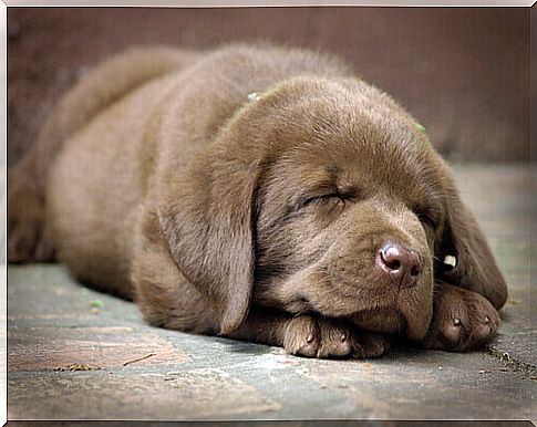 puppy-sleeping1