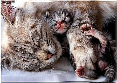 When to separate a kitten from its mother