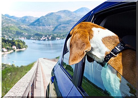 dog-in-car