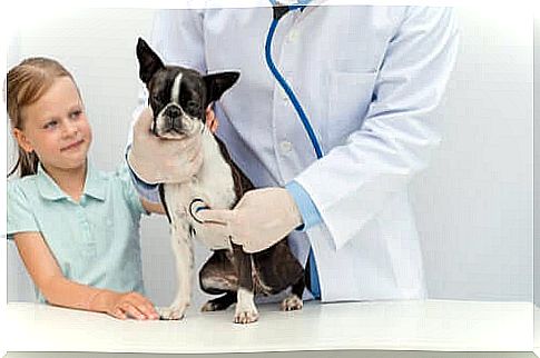 if a pet suffers from anorexia, it is best to take it to the vet