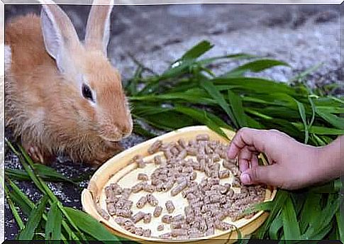 in rabbits, anorexia is a phenomenon that must raise alarm