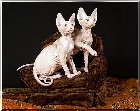 Gatto Sphynx: gatto senza pelo