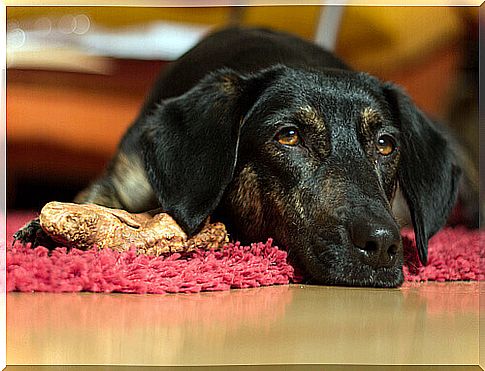 marijuana effetti sul cane