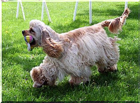 dog on the lawn with ball in mouth