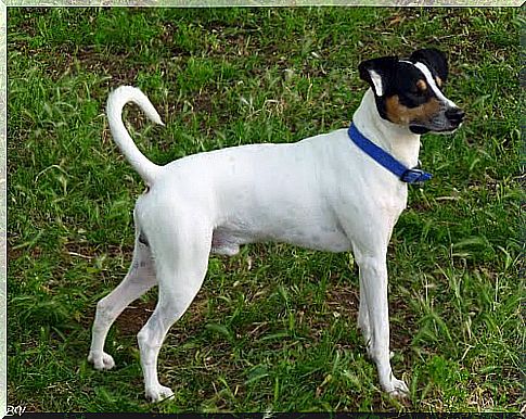 little black and brown white dog on the lawn