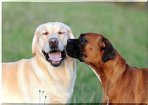 dog-licks-the-muzzle-other-dog