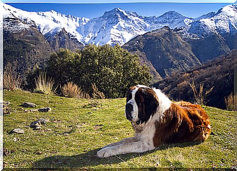 saint-bernard