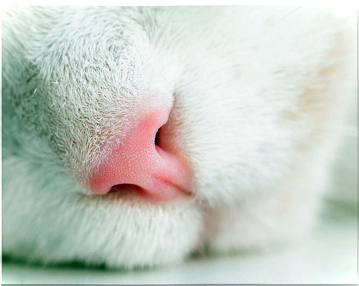 Noisy breathing in cats has several causes.