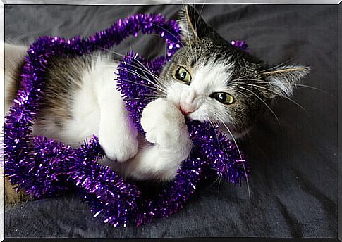 cat playing with a Christmas decoration