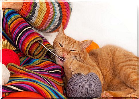 cat biting crochet