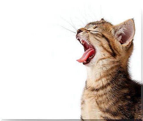 Cat yawning