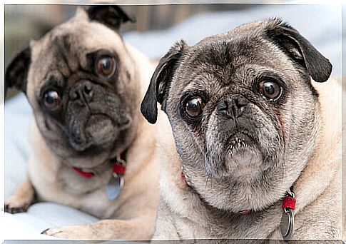 pugs-2