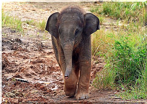 Woman saves baby elephant and welcomes him