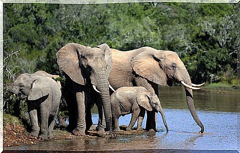 Elephants by the river