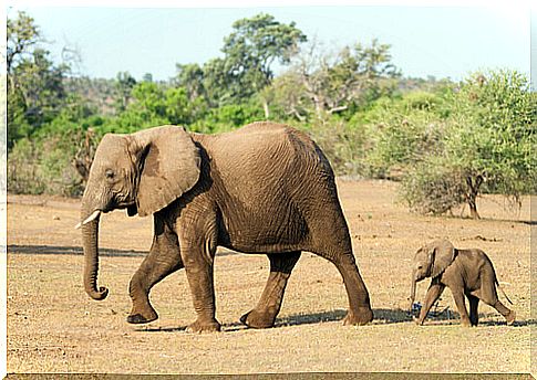 elephant mother and baby elephant