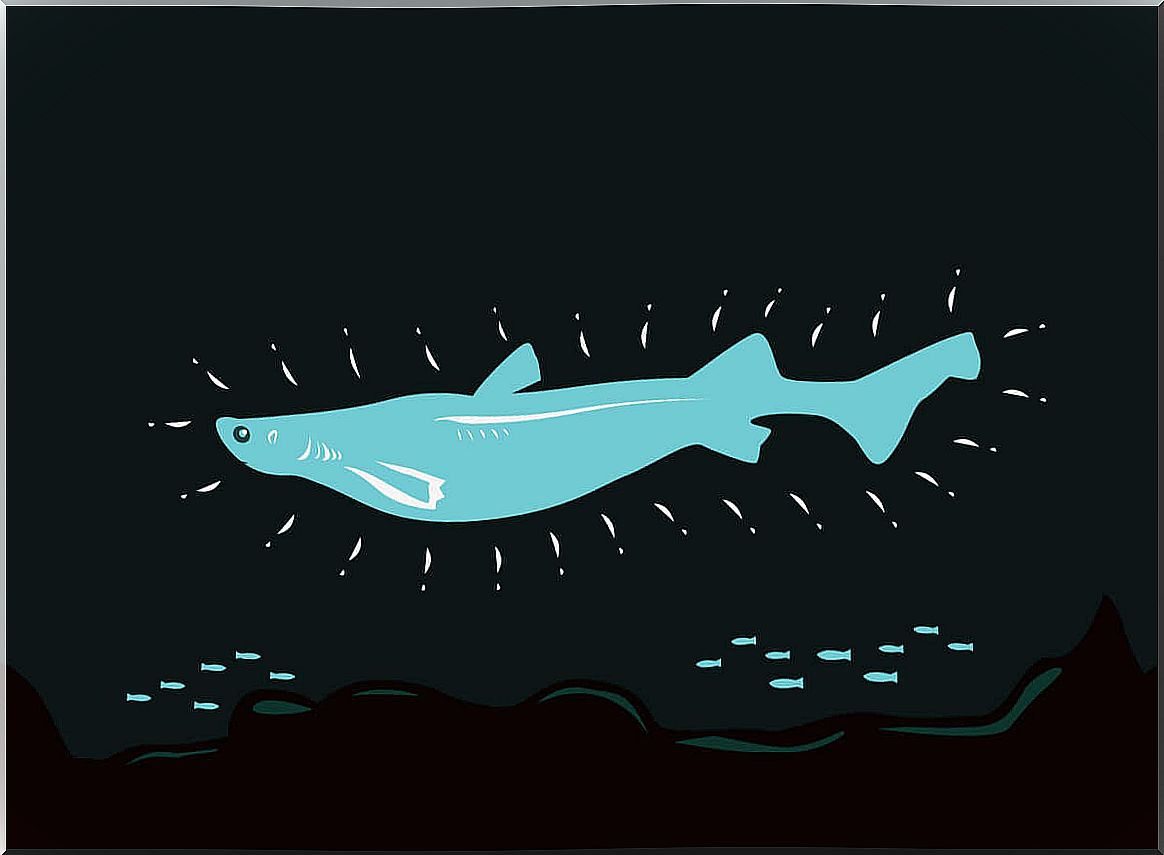 A drawing of a glowing shark.