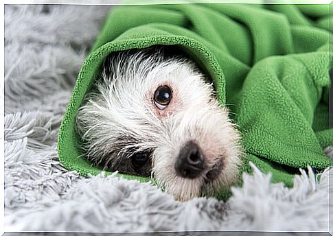 little white dog wrapped in a green blanket