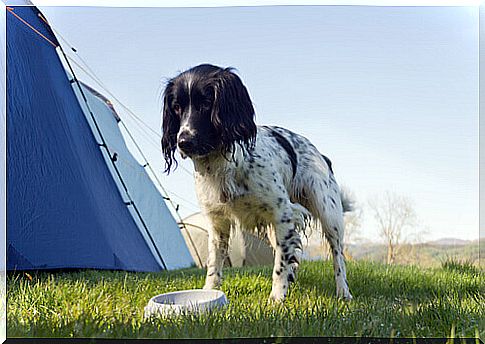 a dog is eating food on the campsite