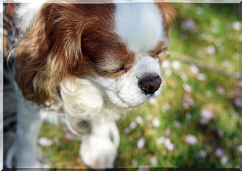 a puppy is curled up in a flower garden